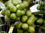 Bisa Jadi Devisa , Disesalkan Pemborosan Air Kelapa di Indonesia