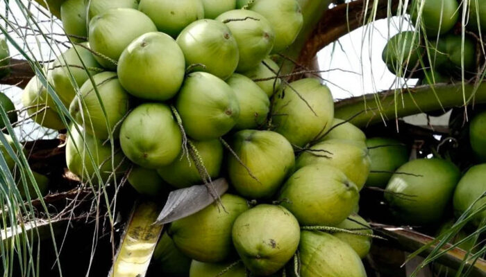 Bisa Jadi Devisa , Disesalkan Pemborosan Air Kelapa di Indonesia