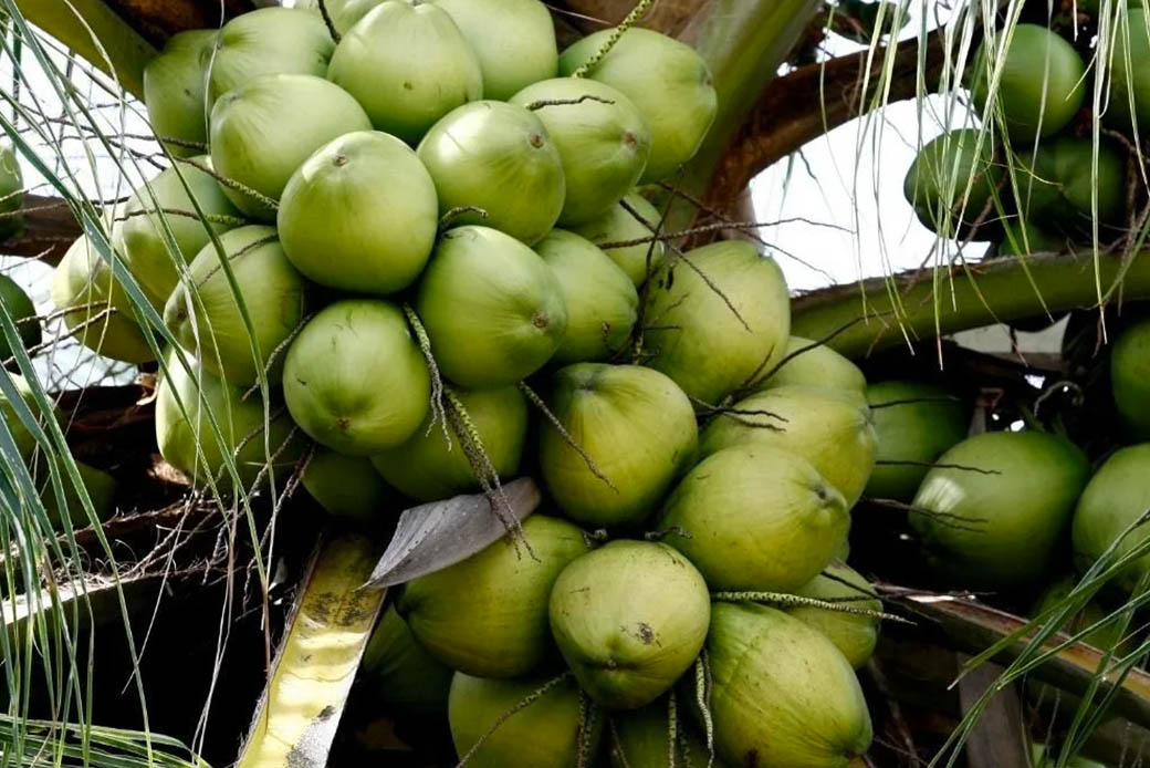 Bisa Jadi Devisa , Disesalkan Pemborosan Air Kelapa di Indonesia
