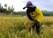 Harga Beras Meroket di Negara Agraris, Memberatkan Pekerja Berpenghasilan Kecil