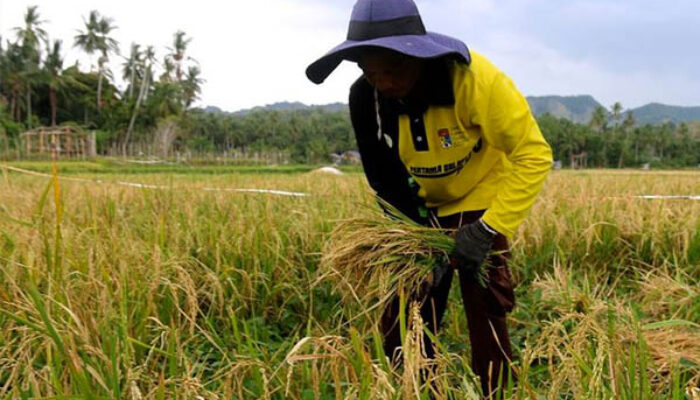 Harga Beras Meroket di Negara Agraris, Memberatkan Pekerja Berpenghasilan Kecil