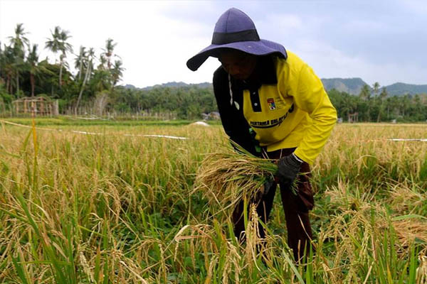 Harga Beras Meroket di Negara Agraris, Memberatkan Pekerja Berpenghasilan Kecil