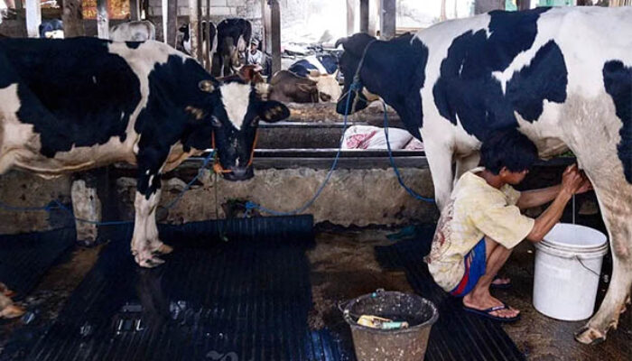 Pemerintah akan Siapkan Lahan 1 Juta HA untuk Pemeliharaan Sapi Eks Impor