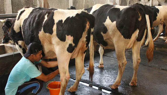 Agar Bisa Bersaing dengan Susu Impor, Pemerintah Harus Berikan Insentif kepada Peternak Sapi Perah Rakyat