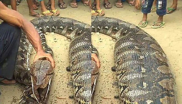 Warga Ramai-Ramai Tangkap Ular Piton yang Tidak Bisa Bergerak Karena Perut Buncit Sehabis Memangsa Sapi Hidup-Hidup