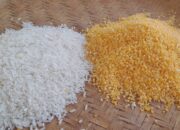 Beras Campuran Jagung Yang Menjadi Alternatif Saat Krisis Beras Nasional