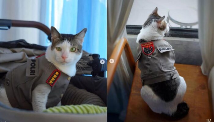 Perlakuan Istimewa Kucing Bobby Kertanegara Dinilai Berlebihan