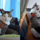 Perlakuan Istimewa Kucing Bobby Kertanegara Dinilai Berlebihan