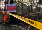 Petugas Klh Menyegel Lokasi Perusahaan Sawit Di Riau Akibat Kebakaran Hutan Dan Lahan