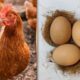 Rumus Probabilitas Digunakan Untuk Menjawab Teka Teki Ayam Atau Telur