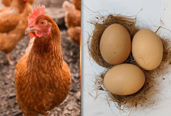 Rumus Probabilitas Digunakan Untuk Menjawab Teka Teki Ayam Atau Telur
