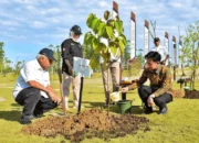 Wakil Presiden Gibran Menanam Pohon Ulin Di Kawasan Ibu Kota Nusantara (ikn) Kalimantan Timur